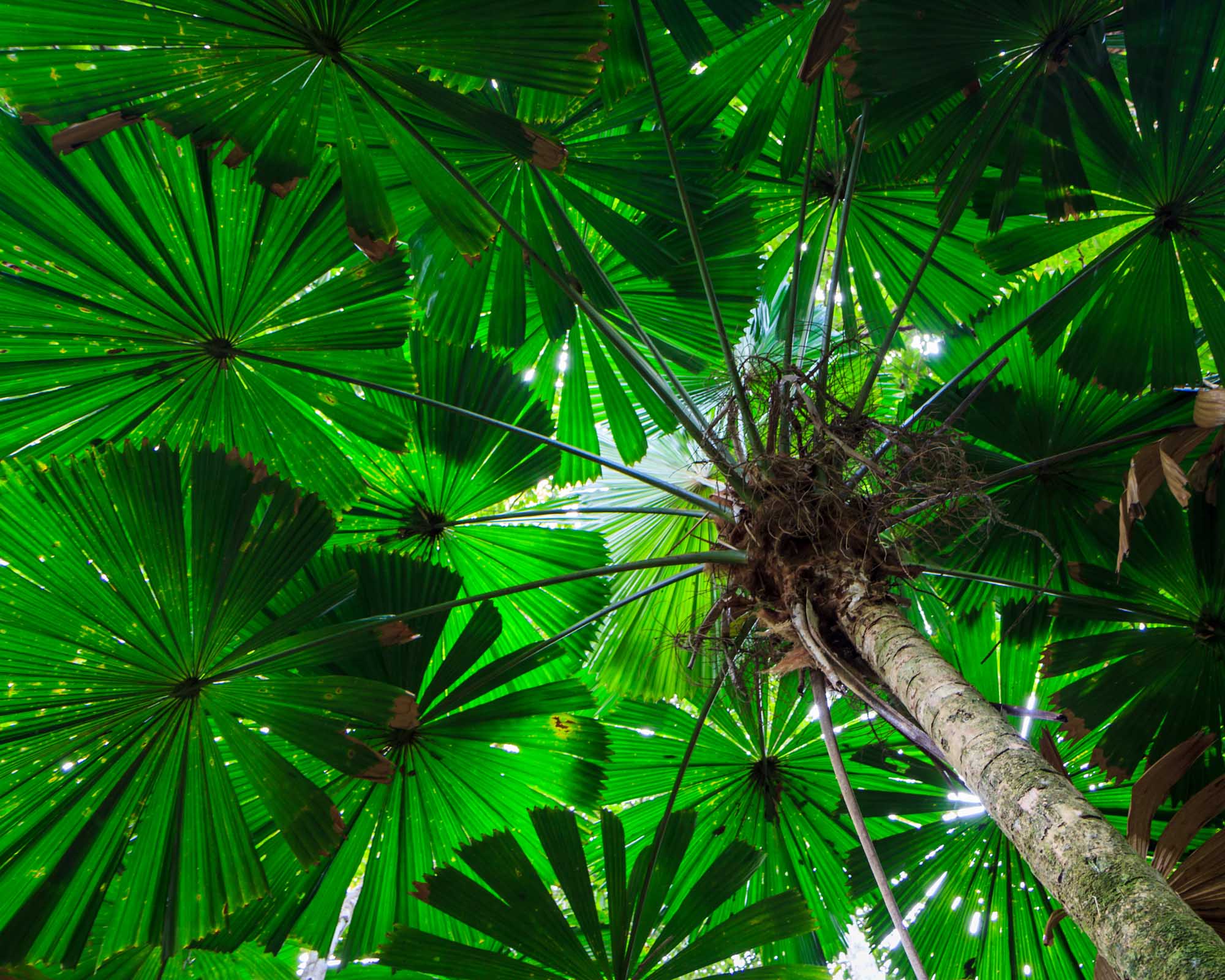 A striking upward view of vibrant green palm fronds in the Daintree Rainforest, Queensland, Australia, with sunlight filtering through the lush canopy creating a mesmerizing radial pattern of fan-shaped leaves.
