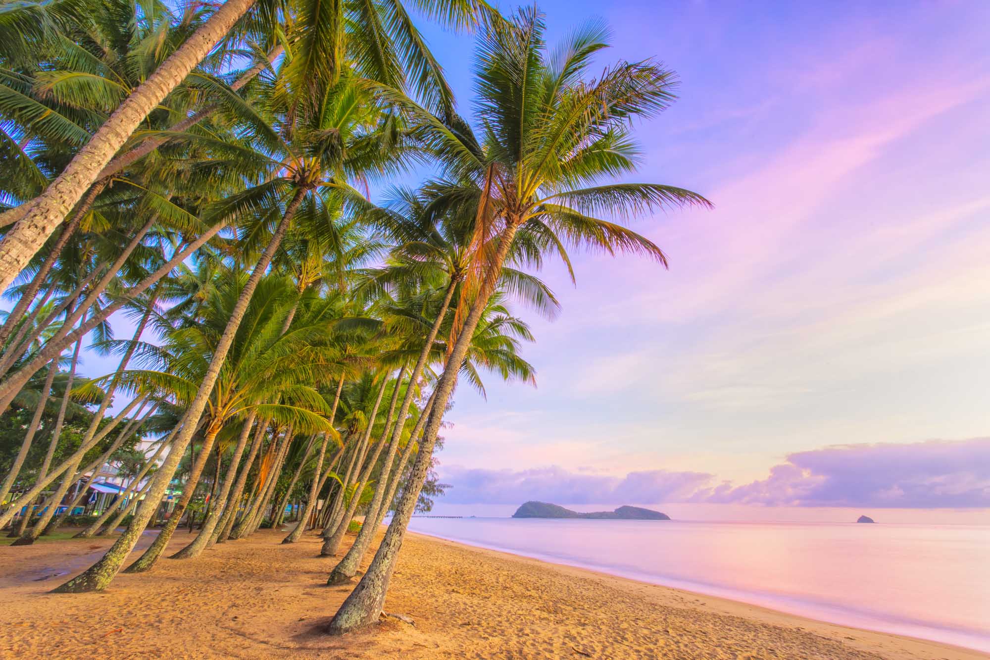 A serene tropical beach scene at Palm Cove in Tropical North Queensland, Australia, featuring a row of swaying coconut palm trees lining the golden sand, with a vibrant purple and pink sunset sky reflecting over calm turquoise waters and distant islands on the horizon.