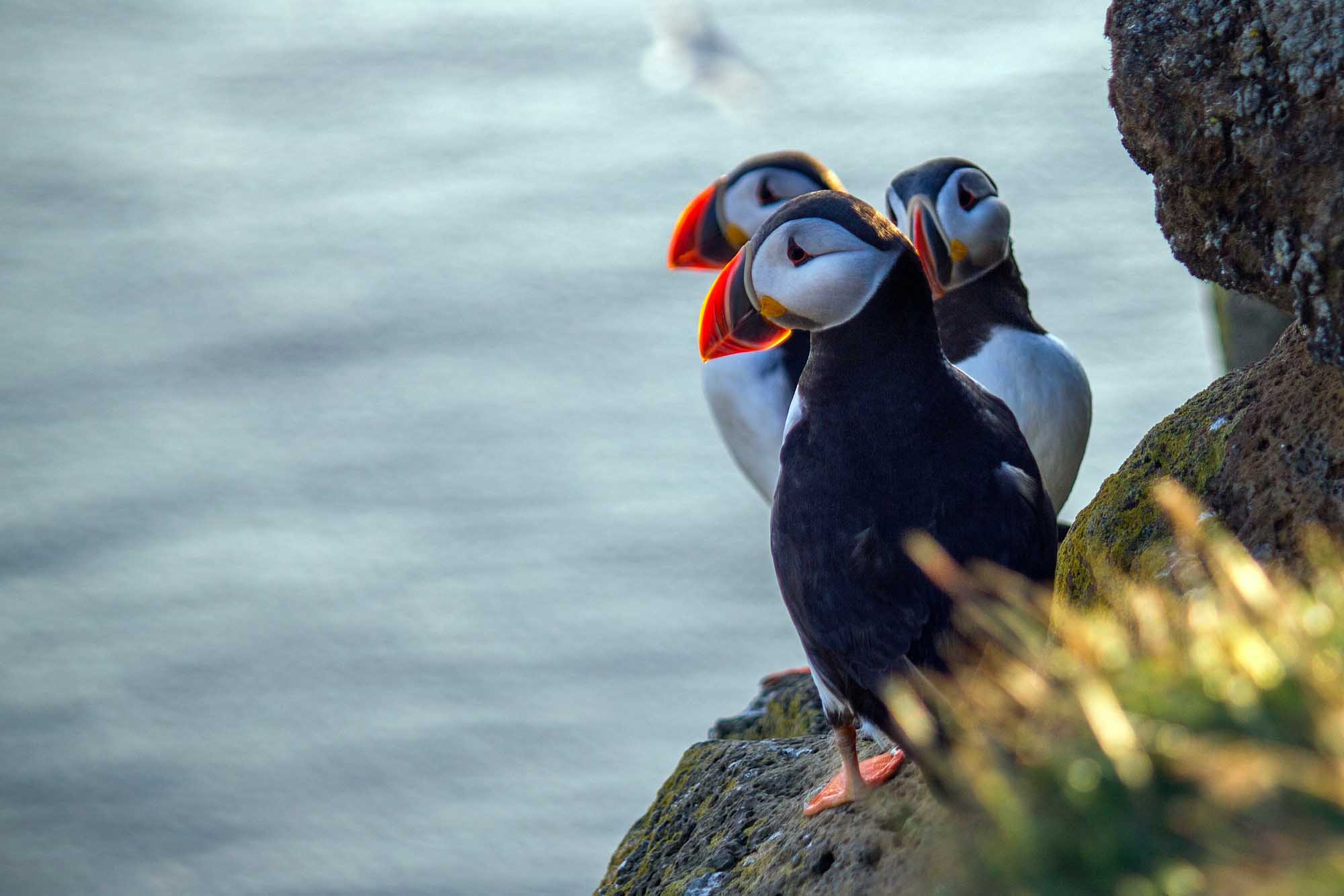 Three Atlantic puffins with distinctive white faces, black plumage, and bright orange beaks stand together on moss-covered coastal rocks overlooking the sea. The birds display their characteristic upright posture and colorful markings against a cloudy sky and rocky shoreline.