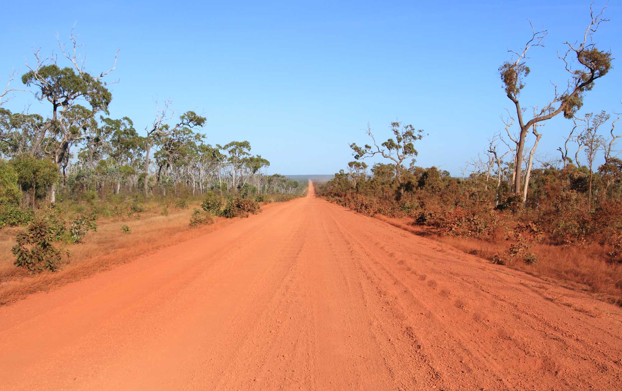 A straight, unpaved red dirt road stretches into the distance across the Australian outback on Cape York Peninsula, lined with sparse eucalyptus trees and dry scrubland vegetation under a clear blue sky.
