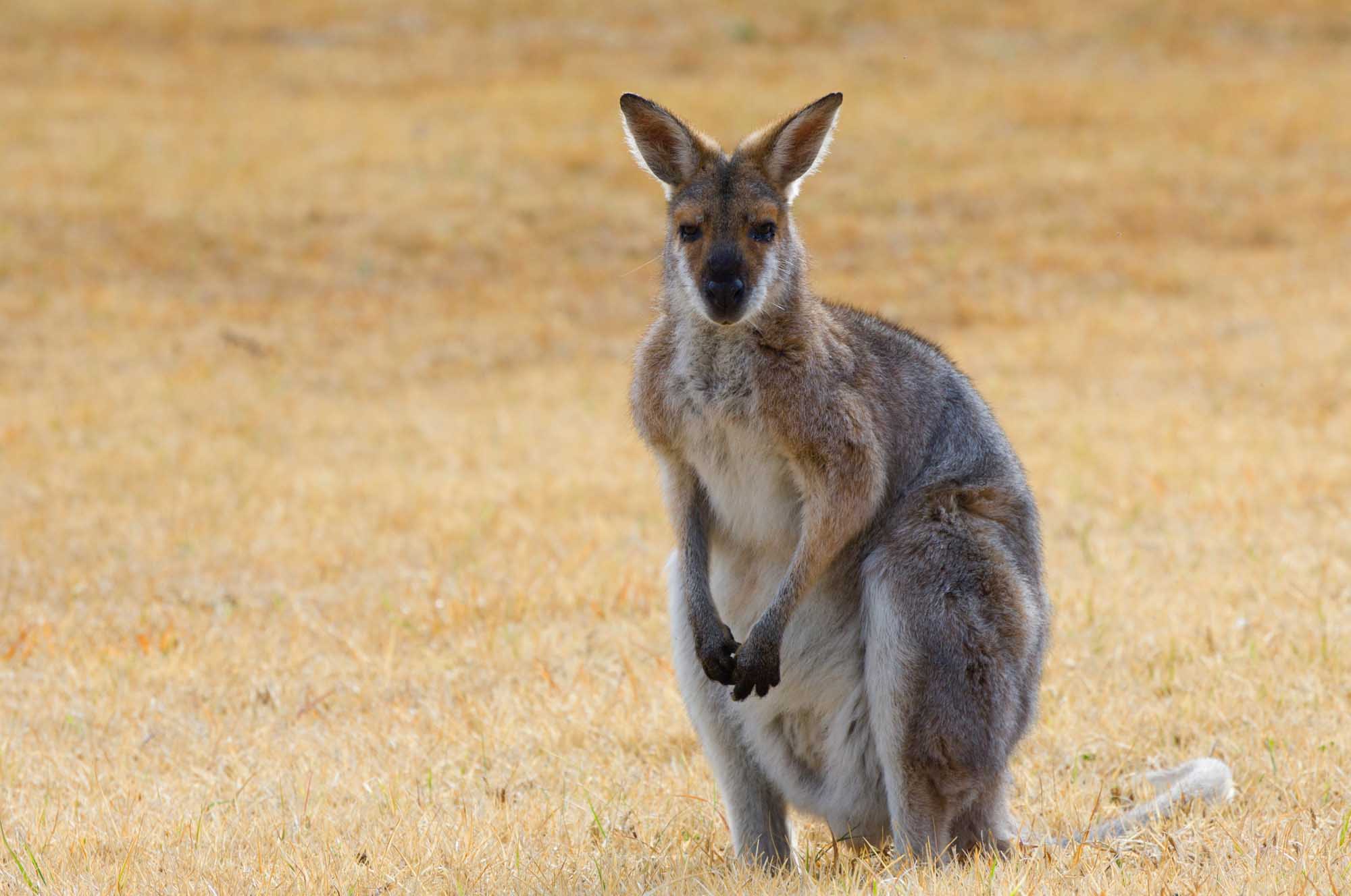 A red neck wallaby stands alert on sandy, sparse grassland in Queensland, Australia. The marsupial displays characteristic upright posture with its distinctive reddish-brown coloring and attentive forward-facing gaze.