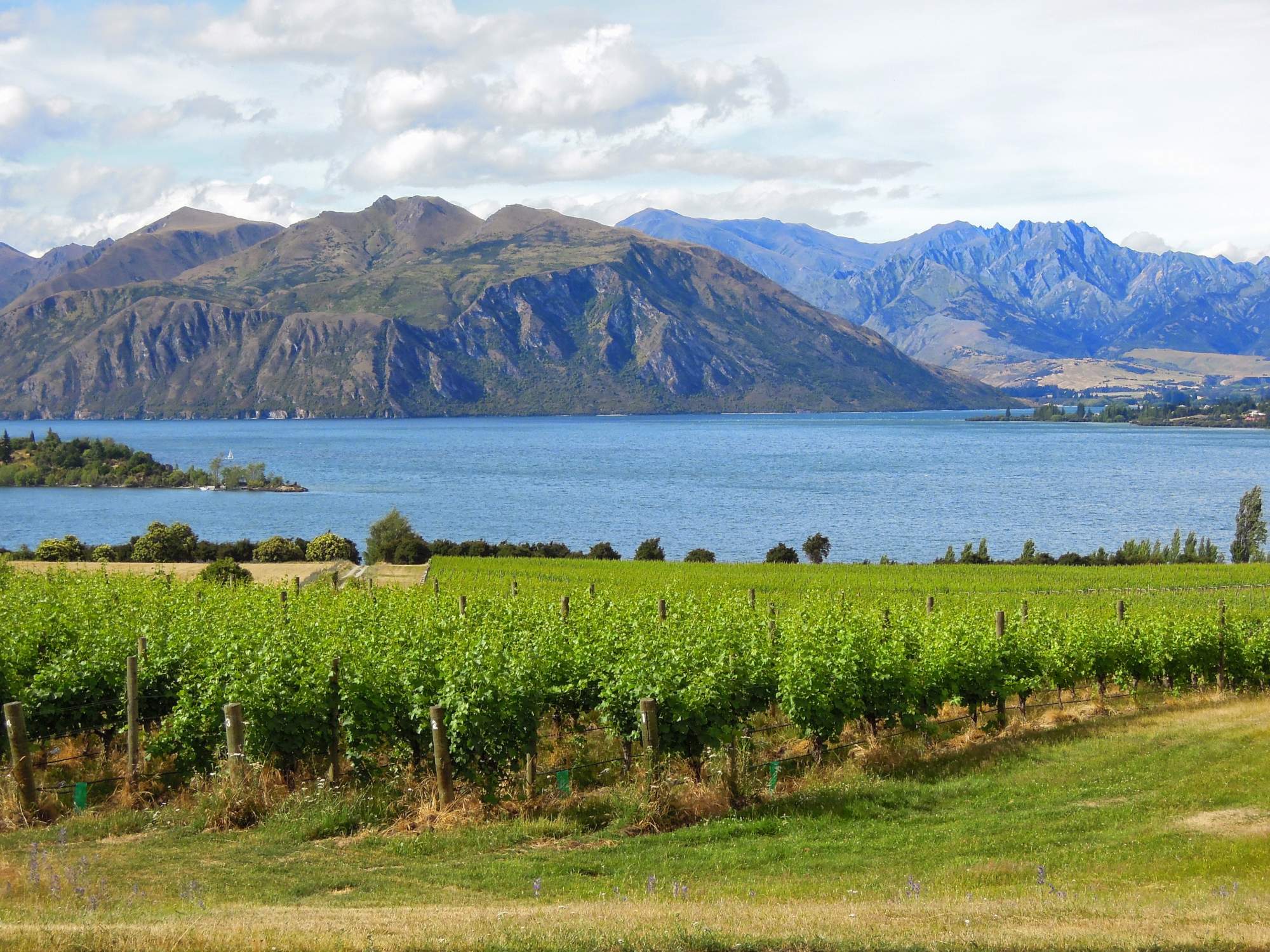 A scenic vineyard landscape in New Zealand's Wanaka region, featuring terraced grapevines in the foreground, the pristine blue waters of Lake Wanaka in the middle distance, and dramatic mountain ranges rising beyond the far shoreline under a partly cloudy sky.