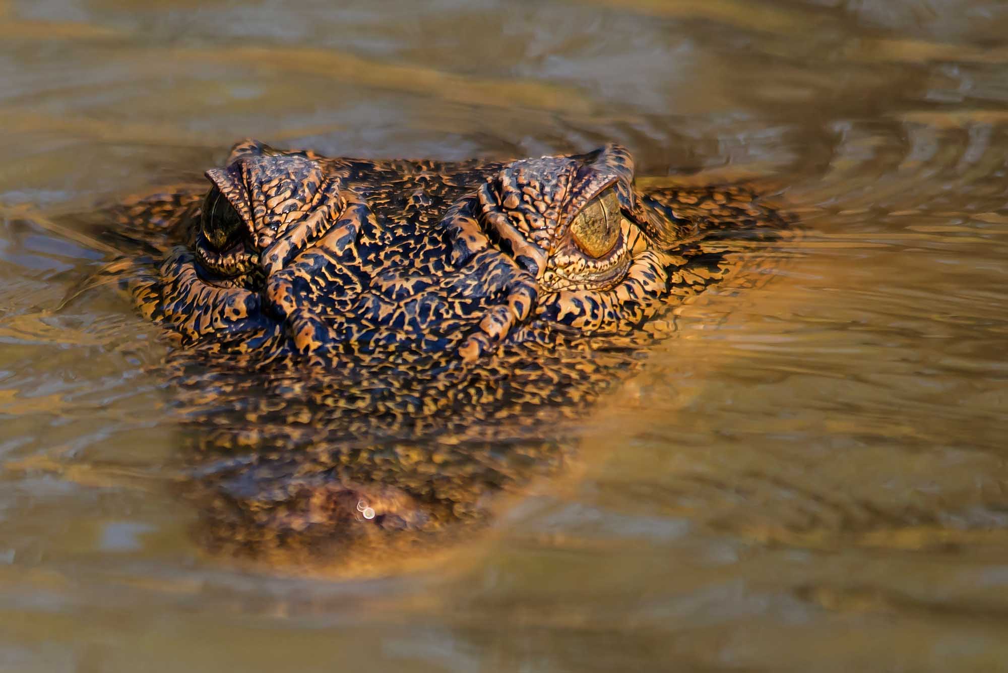 A saltwater crocodile partially submerged in murky water, with its head and textured scales visible above the surface. The image captures the reptile in its natural habitat in the Corroboree wetlands of Darwin, Northern Territory, Australia.