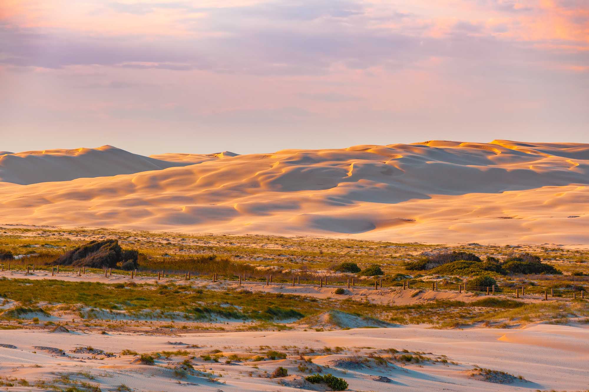 Golden sand dunes bathed in warm sunset light stretch across the landscape at Anna Bay, New South Wales, Australia. Foreground beach vegetation and protective fencing frame the dramatic dune formations, with soft pastel skies reflecting the evening glow.