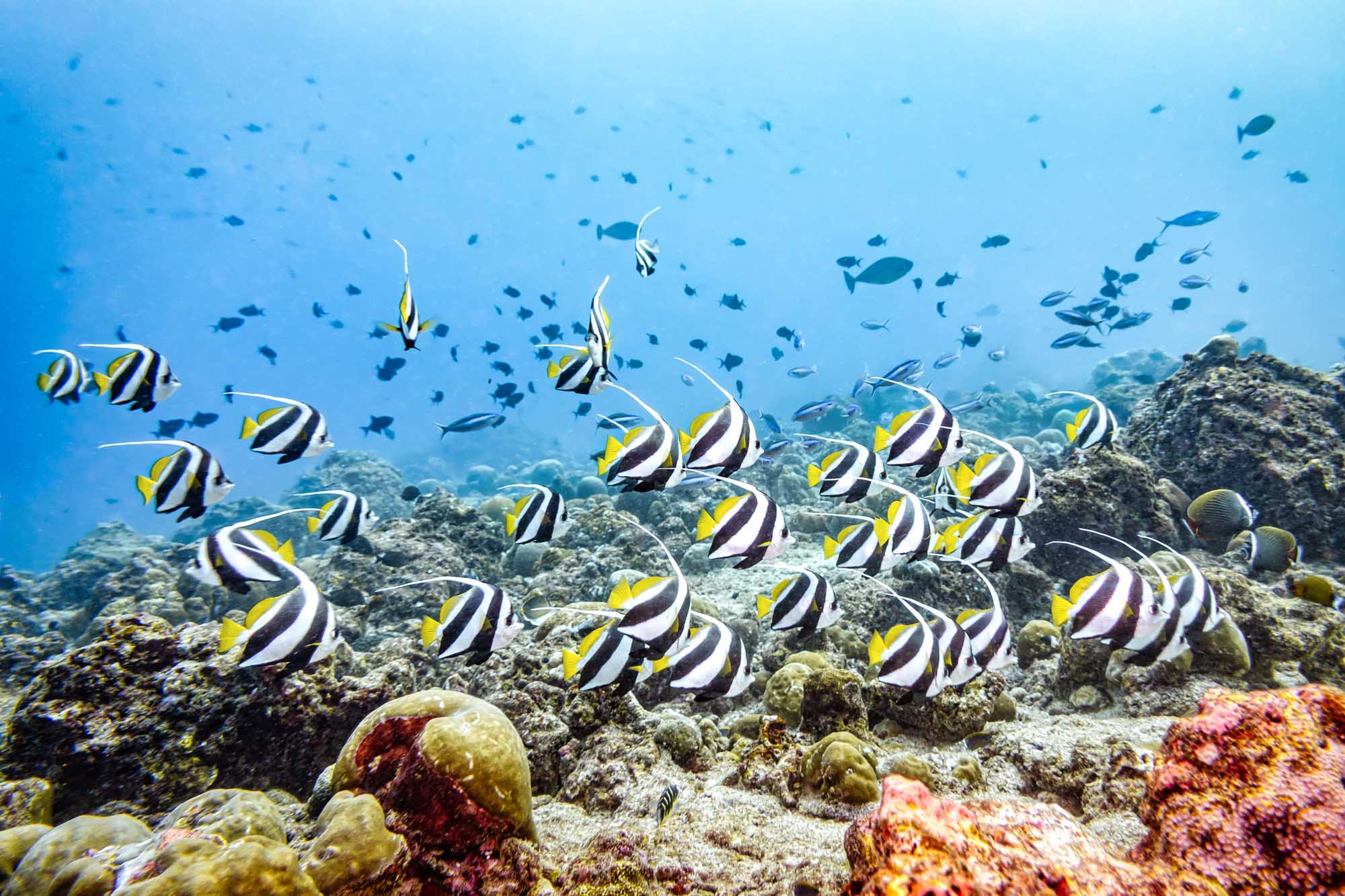A vibrant underwater scene featuring a large school of striped bannerfish swimming above a colorful coral reef in crystal-clear tropical waters. The image captures the rich marine biodiversity and stunning coral formations characteristic of the Maldives' pristine ocean environment.