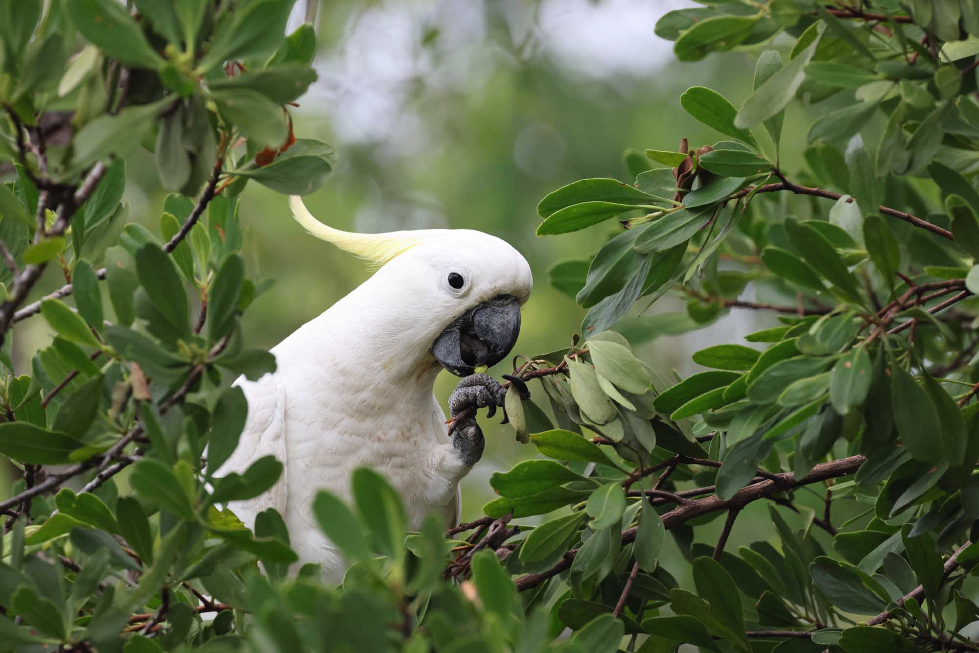 A striking white Sulphur-Crested Cockatoo perches among lush green foliage, feeding on native Australian vegetation. The bird's distinctive white plumage and black beak contrast beautifully against the verdant backdrop of Queensland's natural landscape.
