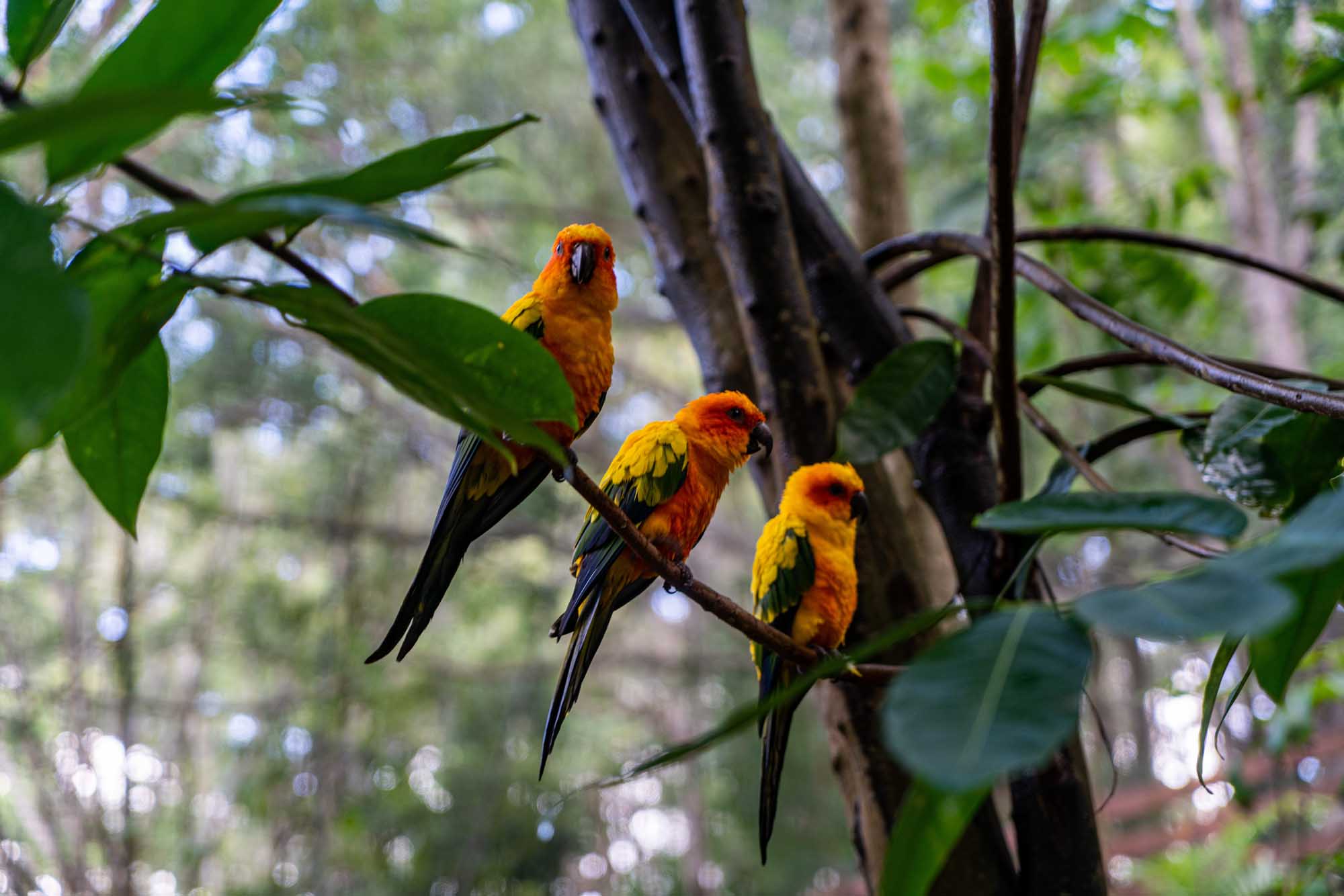 Three vibrant Sun Conures with brilliant orange and yellow plumage are perched together on a dark branch, surrounded by lush green foliage. The birds display the characteristic coloring of the species, with striking orange-red heads transitioning to golden-yellow bodies and blue-green wing feathers.
