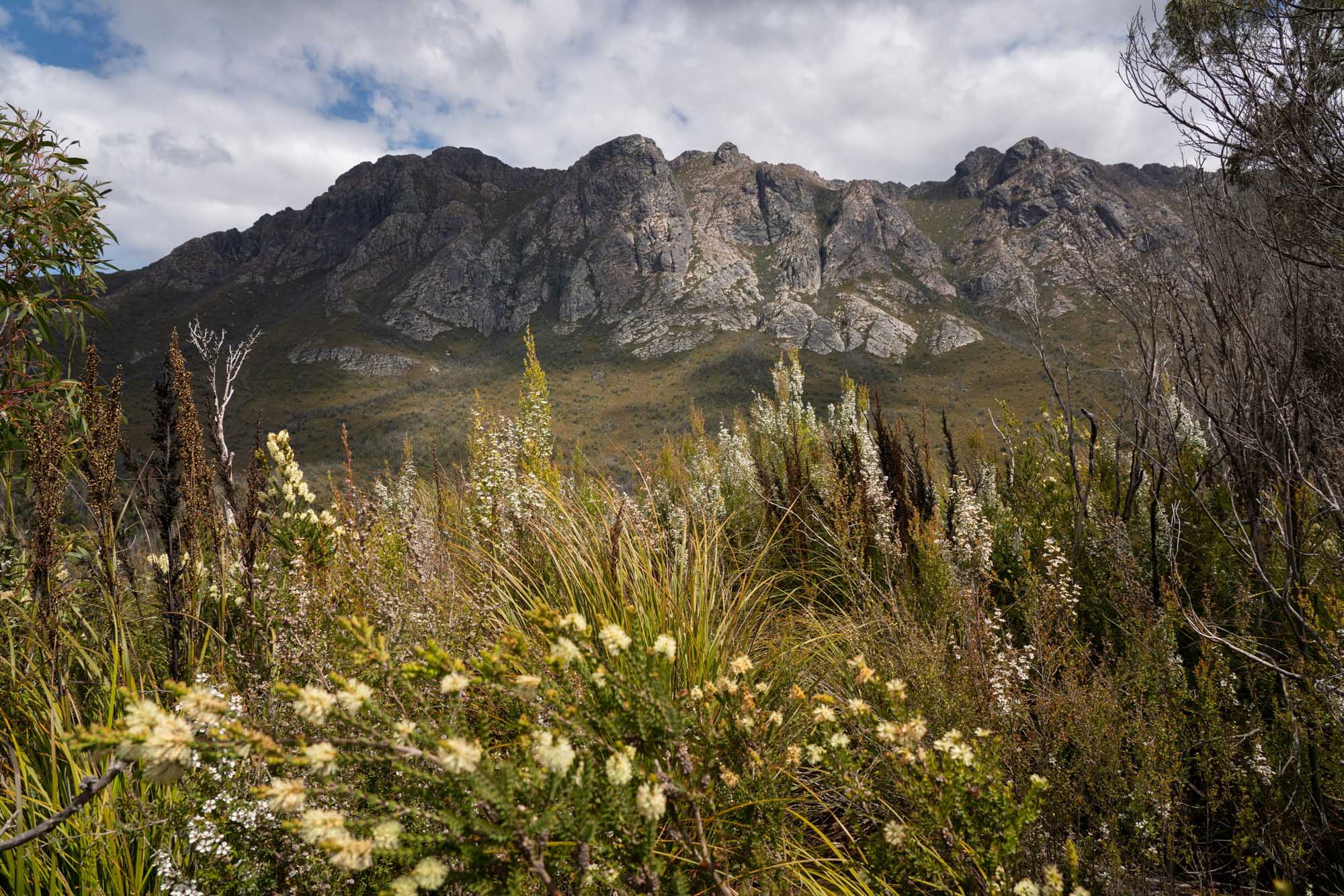 A scenic landscape view of dramatic rocky mountain peaks rising above rolling bushland, with delicate white wildflowers and native vegetation in the foreground under a partly cloudy sky. The rugged granite formations and diverse flora showcase Tasmania's natural beauty and wilderness character.