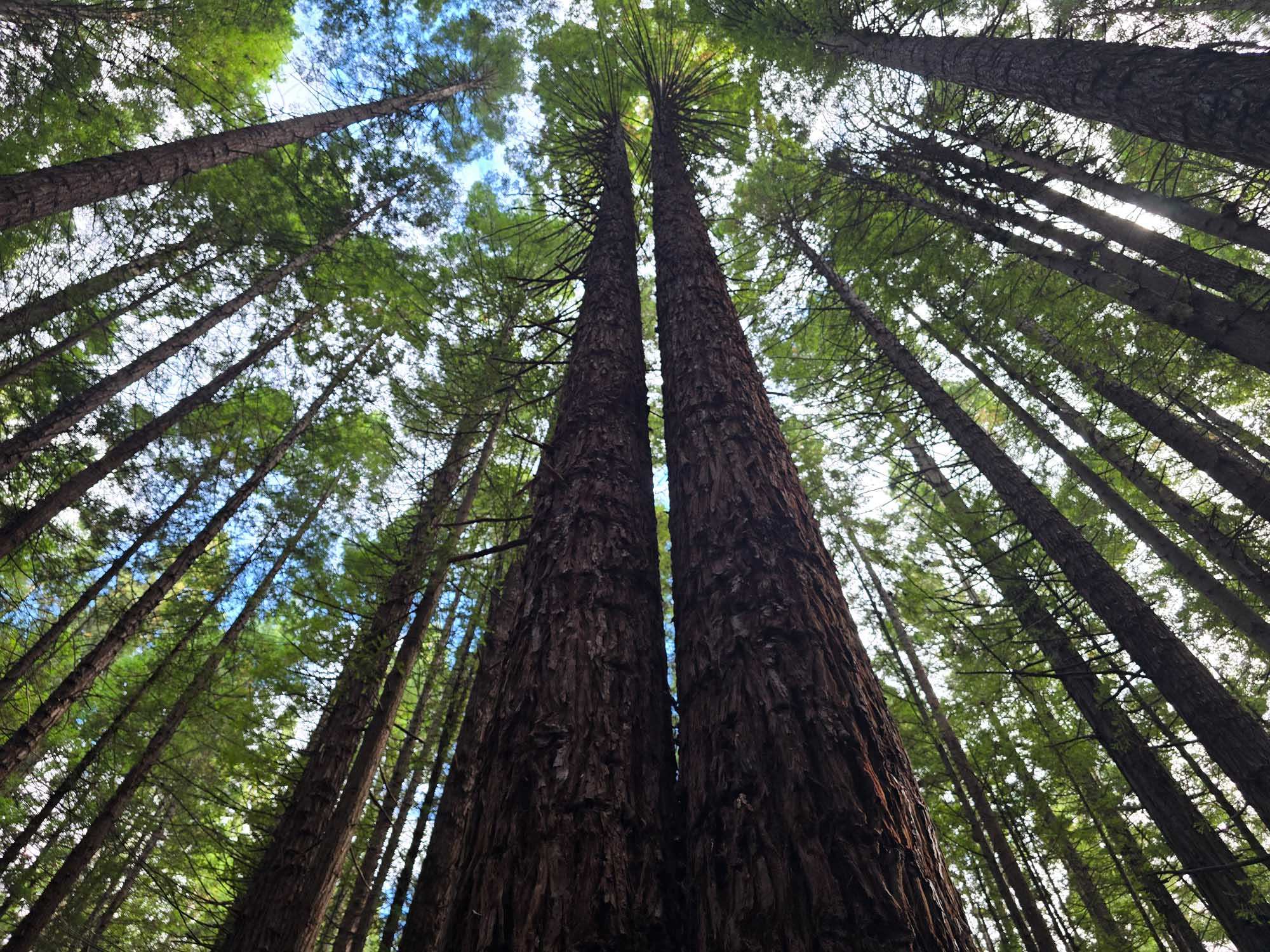 An upward-looking perspective of a majestic old-growth redwood forest, with two exceptionally tall trees dominating the center frame, their dark trunks stretching toward a bright sky filtered through lush green foliage. The composition captures the grandeur and scale of these ancient giants within their dense forest ecosystem.