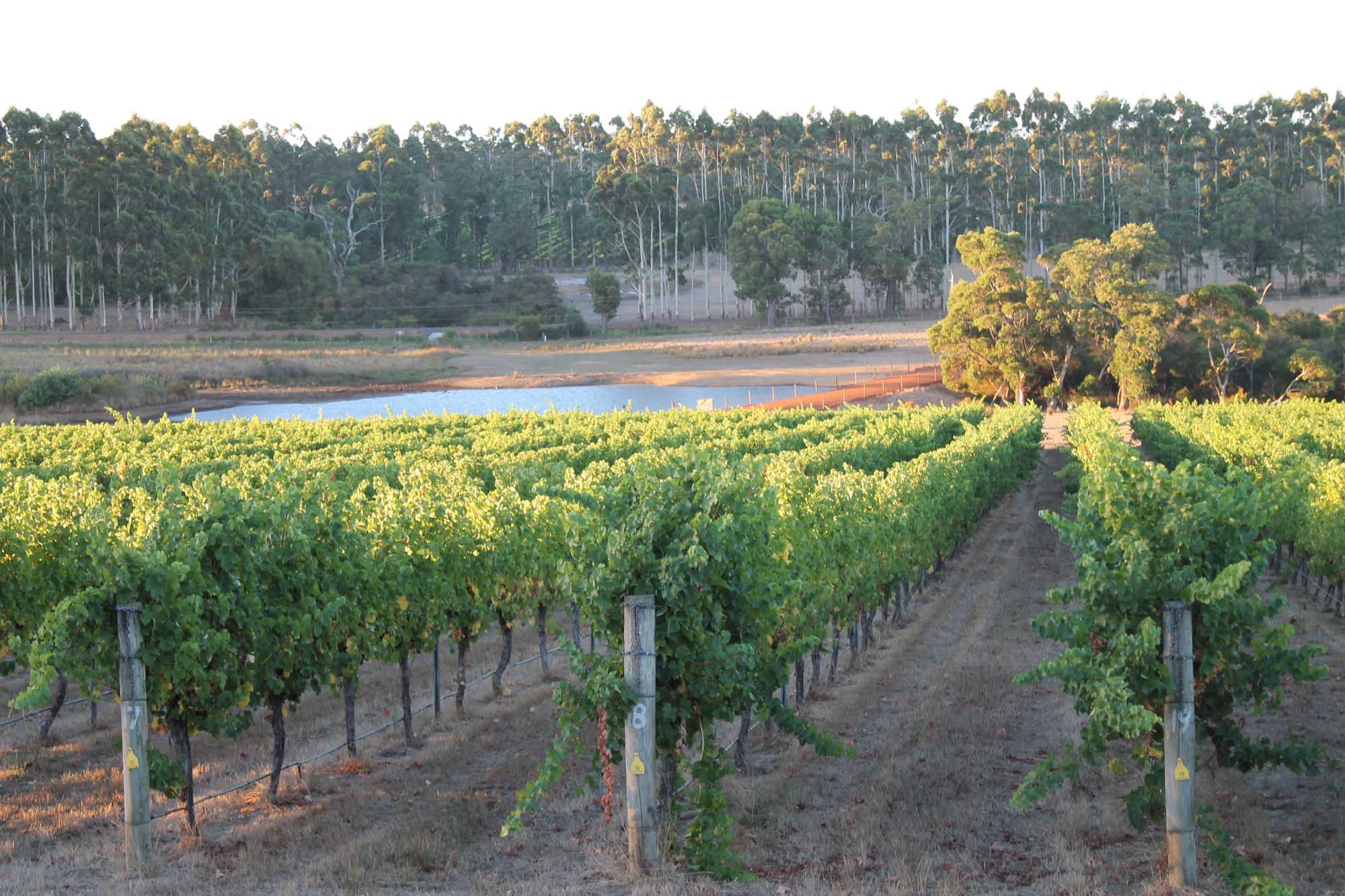A scenic vineyard landscape in Margaret River, Western Australia, featuring lush green grapevines trained on posts and wire trellises in neat rows. Tall eucalyptus trees frame the background, with a serene waterway and blue irrigation pond visible across the cultivated fields, capturing the essence of this renowned wine region.