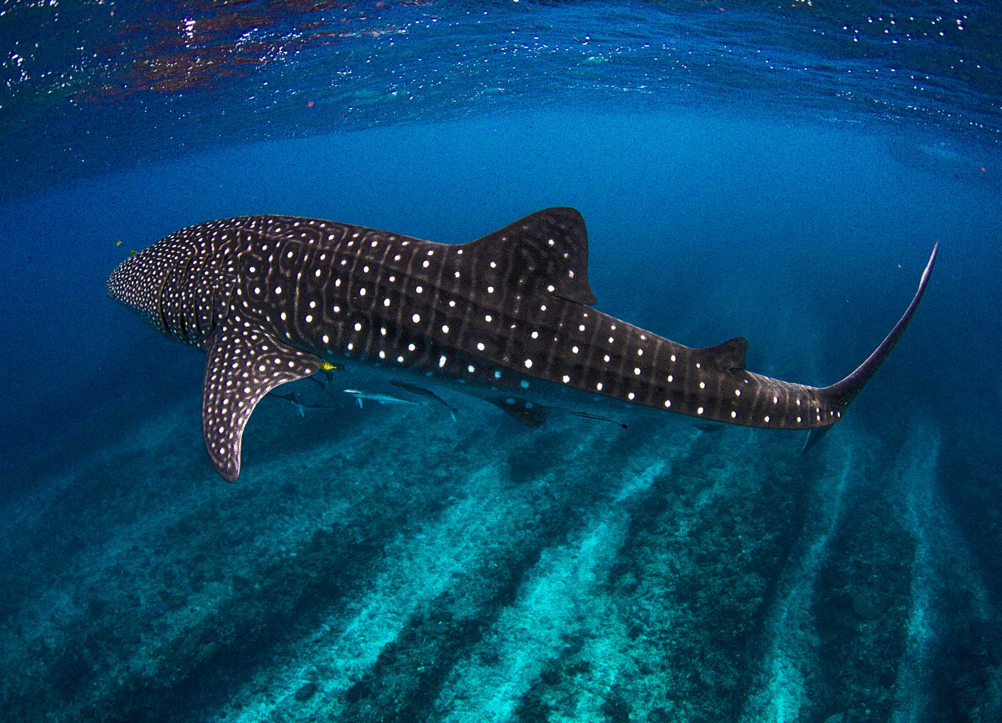 A magnificent whale shark glides through crystal-clear tropical waters, displaying its distinctive