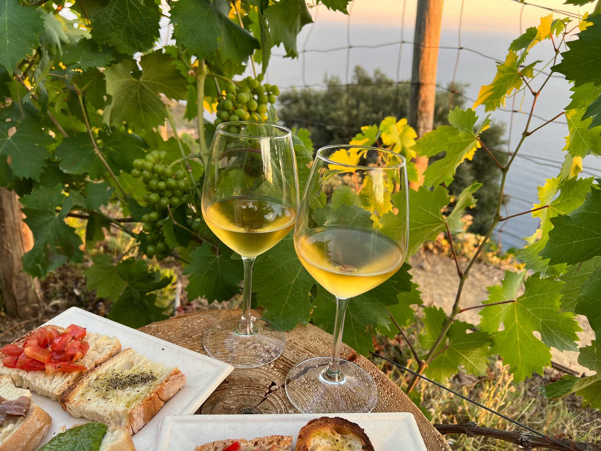 Two glasses of crisp white wine are displayed among lush green grapevines in a sun-drenched vineyard, with a rustic wooden table holding fresh bread and local appetizers. The scenic backdrop reveals rolling vineyards and a shimmering body of water at golden hour, creating an idyllic wine country experience.
