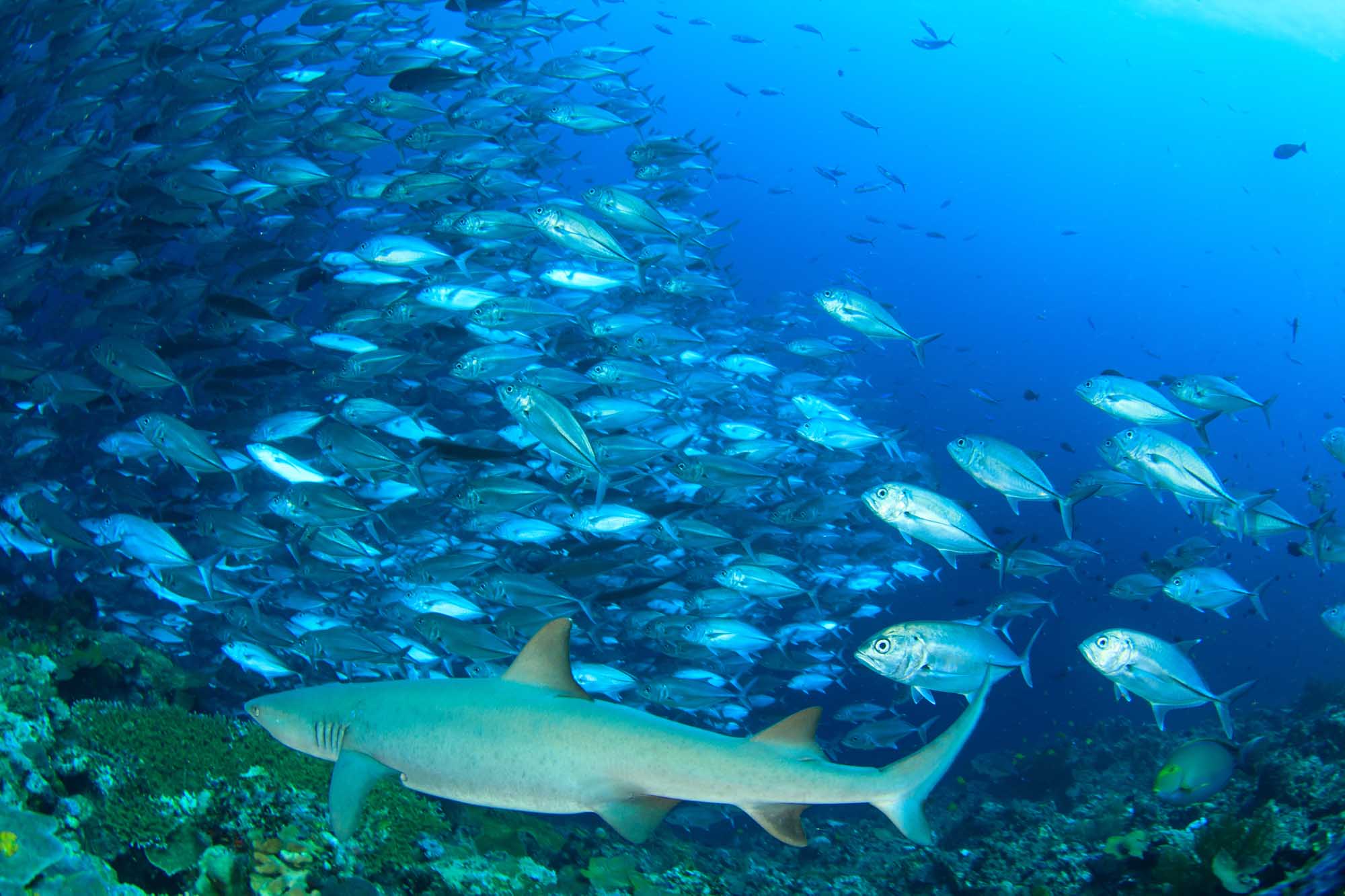 An underwater scene at Sipadan Island, Malaysia, featuring a whitetip reef shark swimming near
