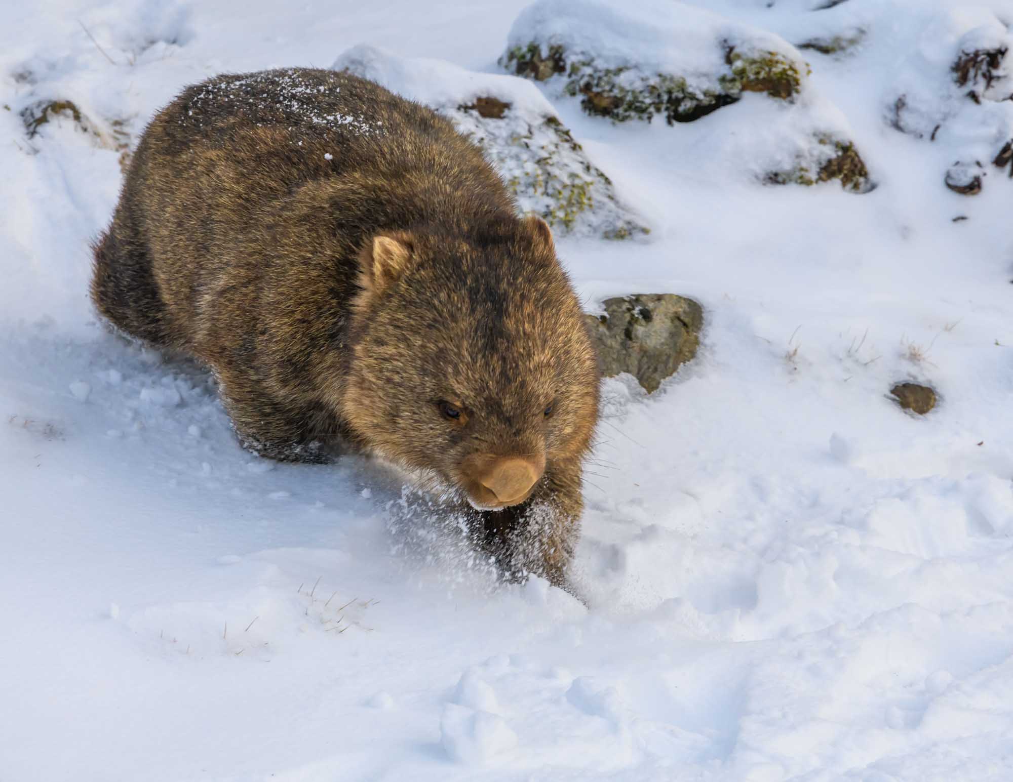 A stocky, fluffy wombat trudges through snowy terrain in winter, with moss-covered rocks visible in the background. The image captures the animal's characteristic compact body and rounded features as it navigates the cold Australian landscape.