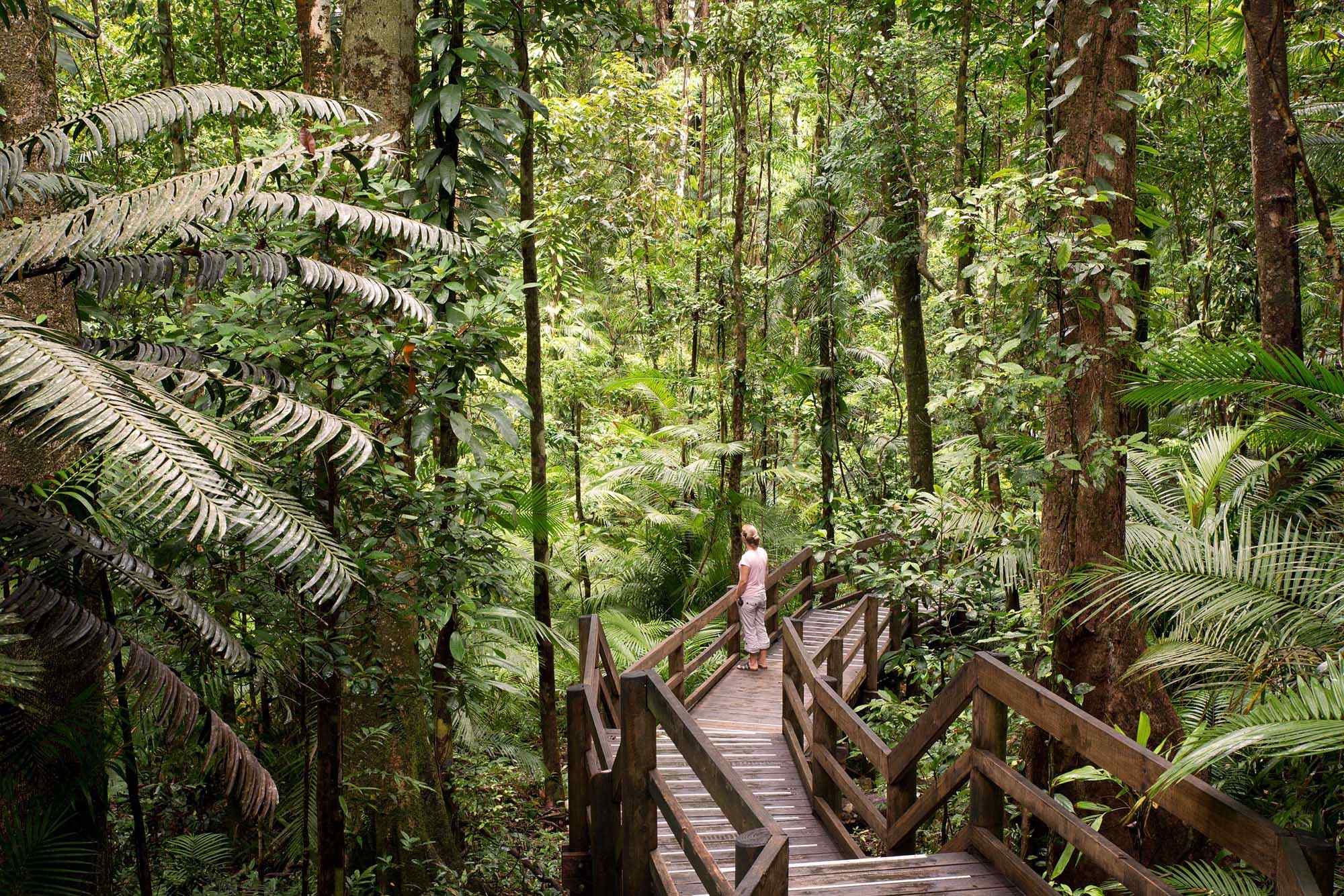 A visitor walks along a well-maintained wooden boardwalk elevated above the forest floor, surrounded by lush tropical vegetation, towering trees, and large-leafed palms in a dense rainforest canopy. The boardwalk provides an immersive yet safe way to explore the pristine jungle environment.
