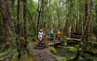 Three hikers crossing a small timber footbridge over a mossy rainforest creek surrounded by myrtle beech and ferns.
