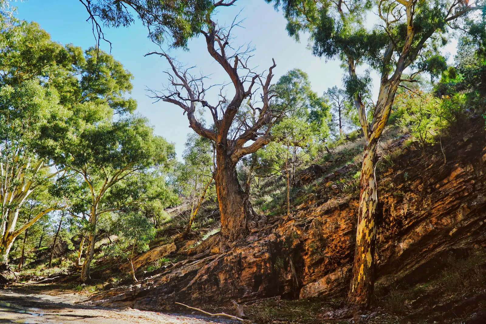 A scenic landscape featuring distinctive gnarled eucalyptus trees with characteristic peeling bark