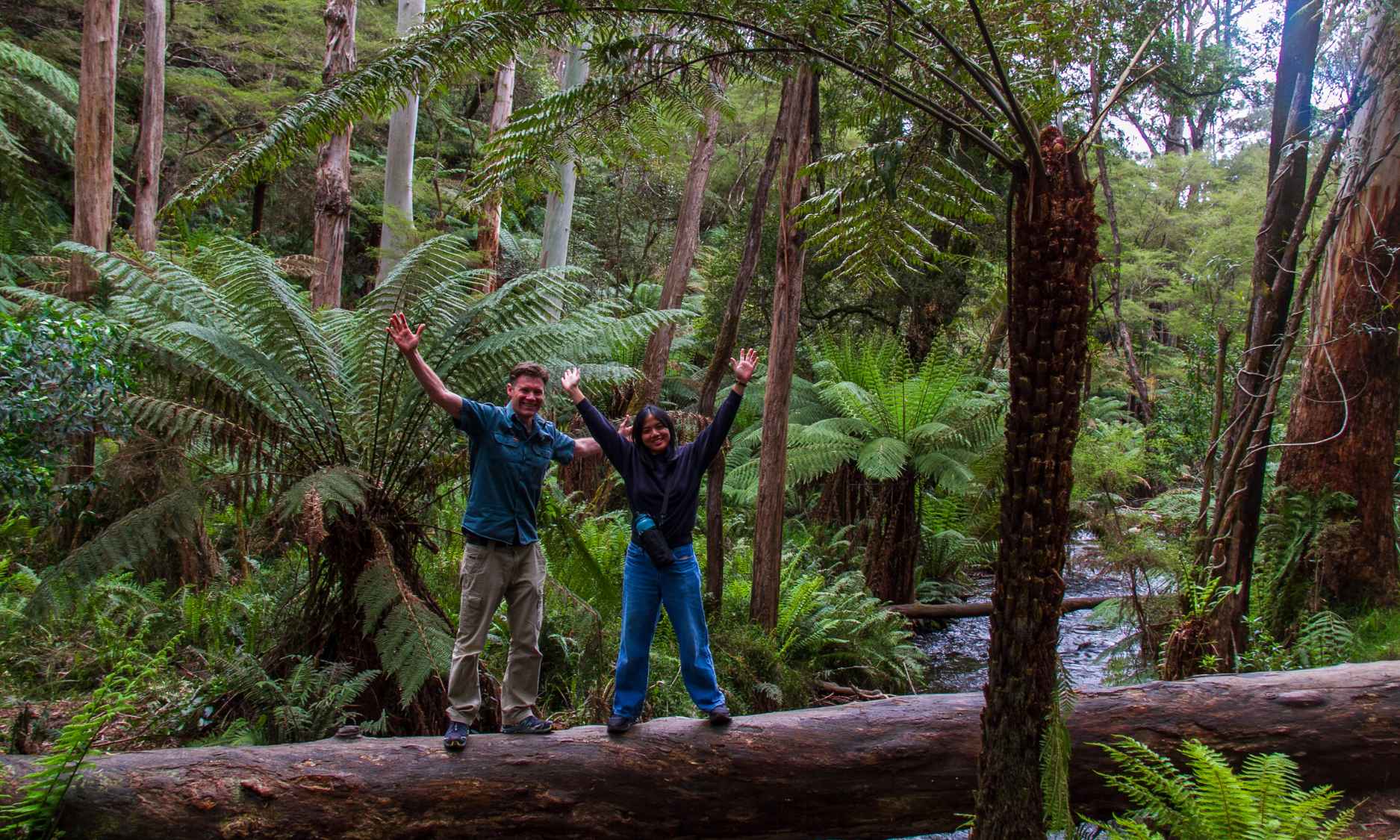 12 Redwoods w guide