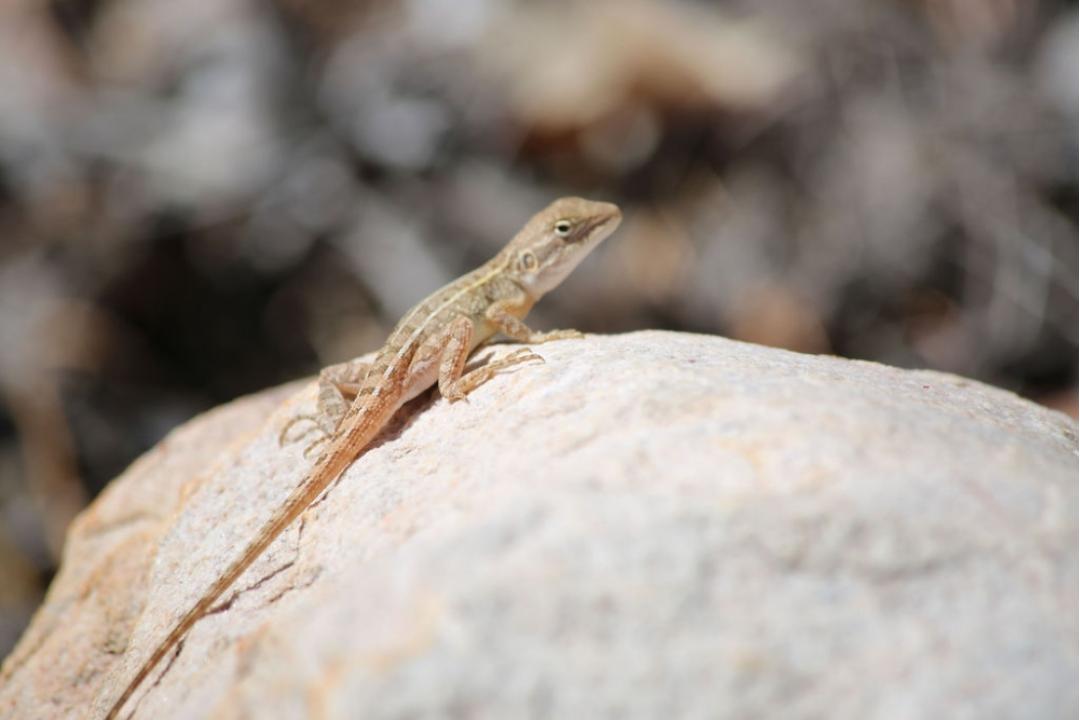 A tan and brown lizard perches on a light-colored rock, displaying characteristic desert adaptation