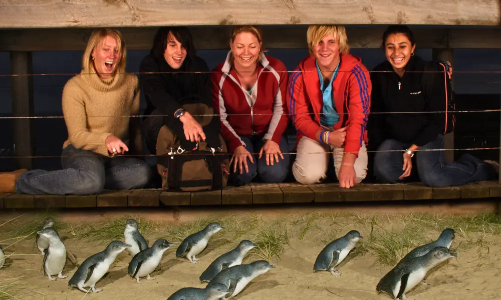 Penguin-Parade-w-guests