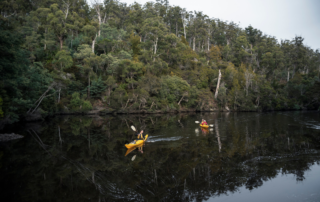 Two kayakers in bright yellow kayaks paddle on calm, mirror-like waters with lush eucalyptus forest