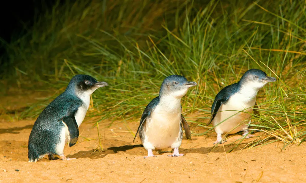 Three small penguins walk together across sand near beach grass at night.
