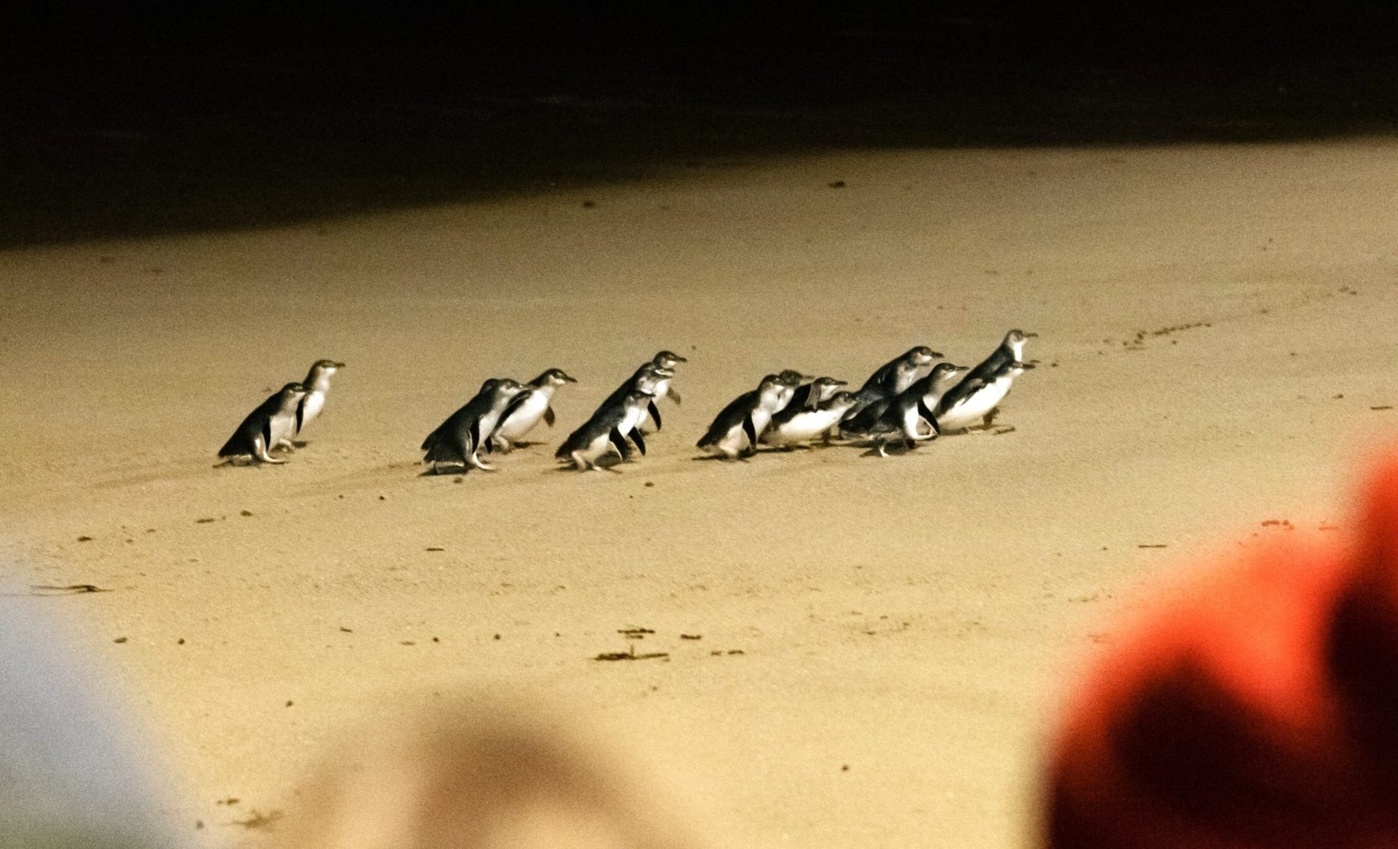 A group of little penguins waddling together across a sandy beach at dusk or dawn, displaying their