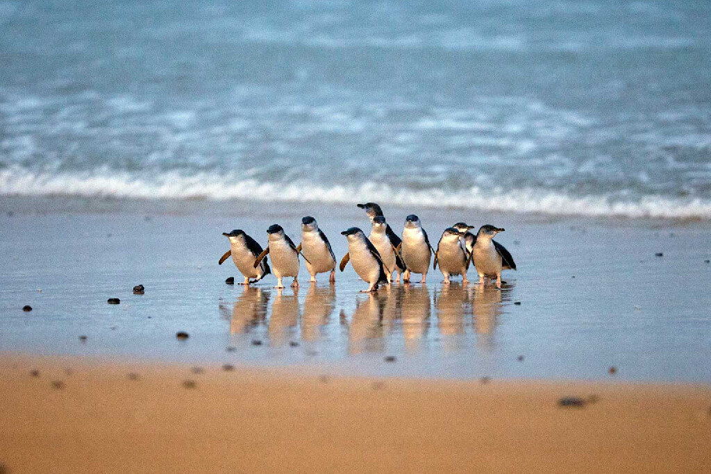 A group of little penguins walking along a sandy beach at dusk with their reflections in the wet sand