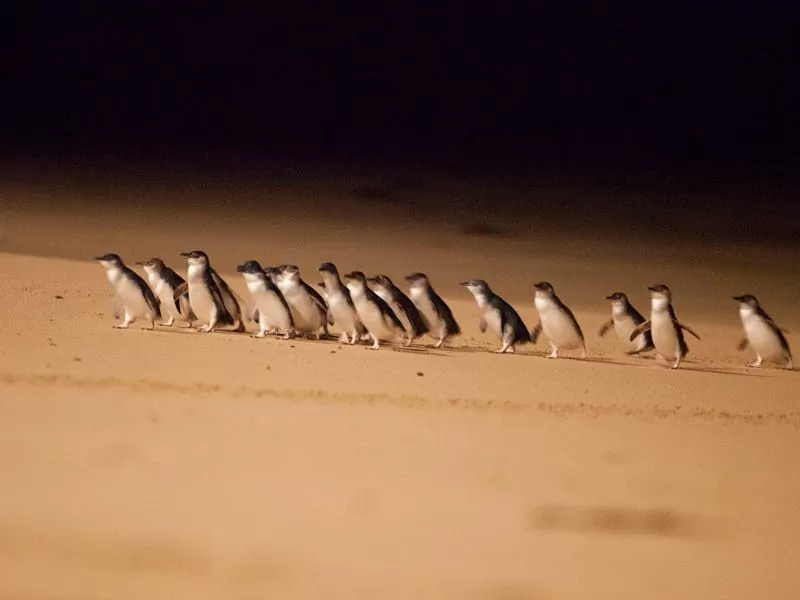 penguin-parade-on-phillip-island