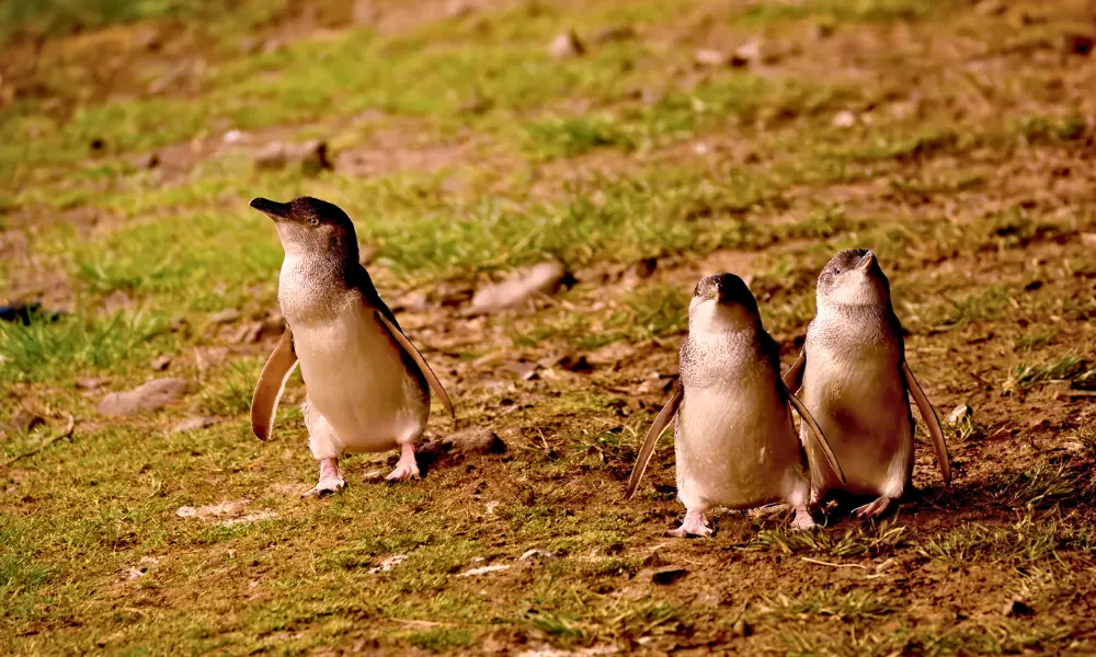 Penguins-marching