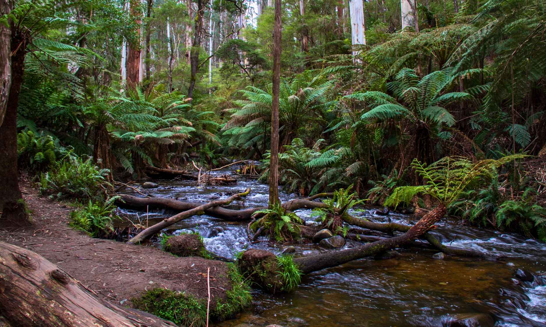 A tranquil forest stream lined with tree ferns and eucalyptus trees.