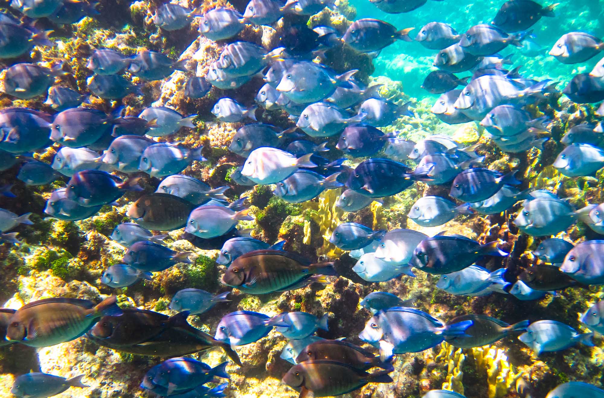 A vibrant underwater scene showing a large school of doctor fish (surgeonfish) swimming along
