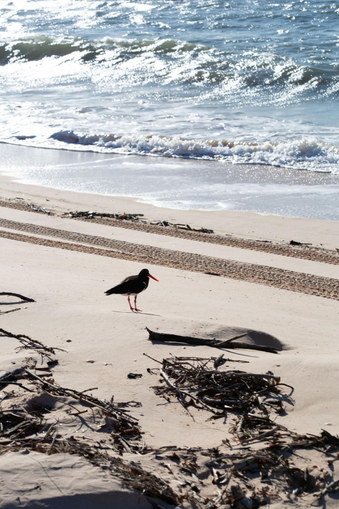 A black shorebird with red legs and beak stands on a pristine sandy beach, with rolling ocean waves