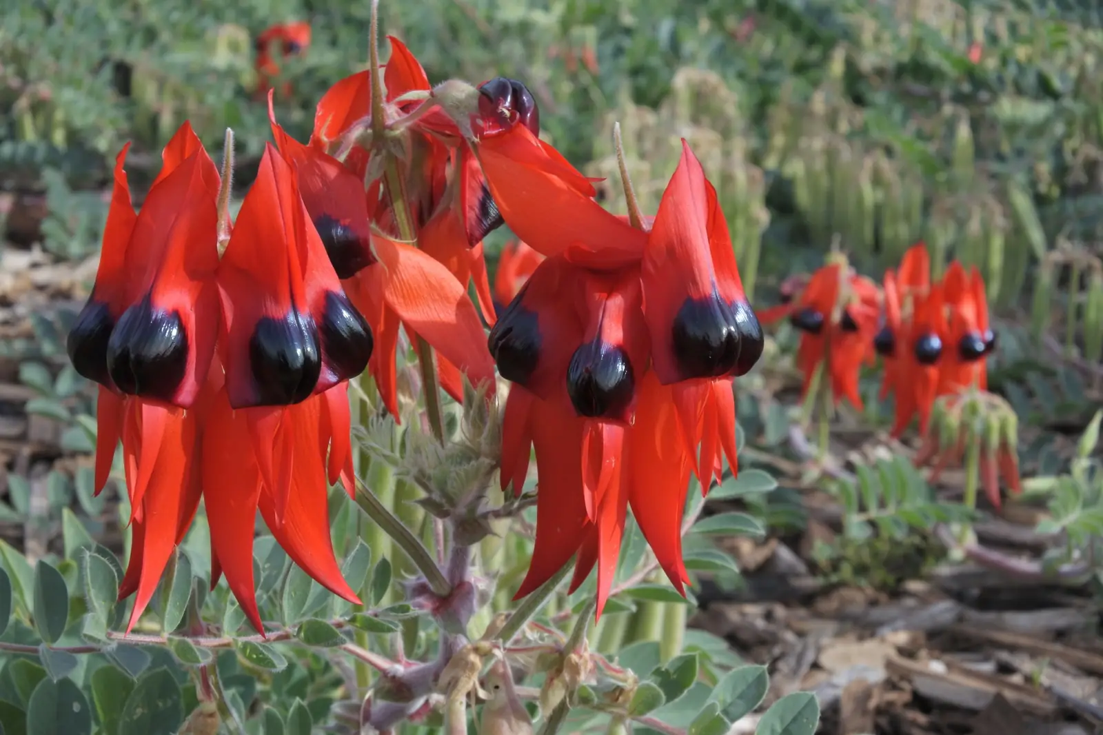 Vibrant red flowers with distinctive black and purple markings of Swainsona formosa (Sturt's Desert