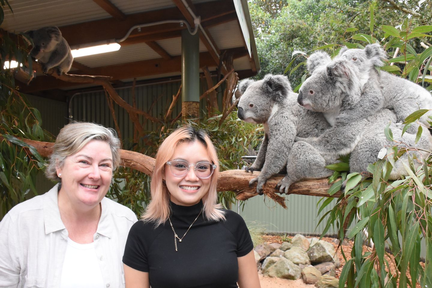 Two smiling visitors pose for a photo with three koalas perched on a wooden branch at Featherdale