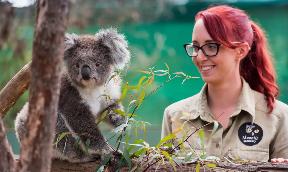 Koala