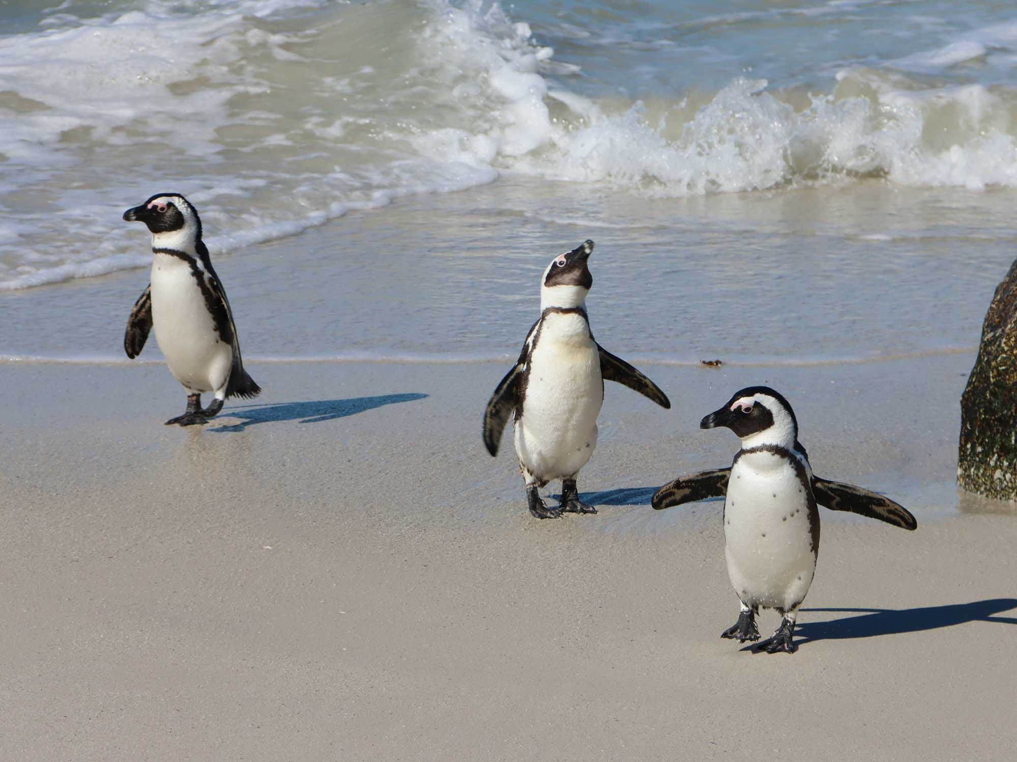 Three African penguins stand on the sandy shore of Boulders Beach, with waves crashing in